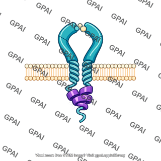 Activated membrane receptor