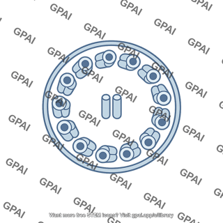 Cilium cross section