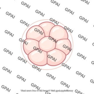 Cleavage stage embryo