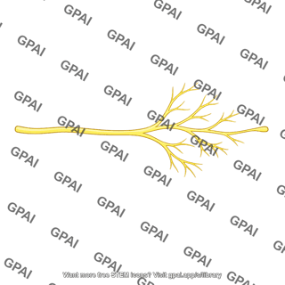 Naked dendrite