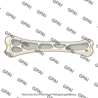 Bone air filled