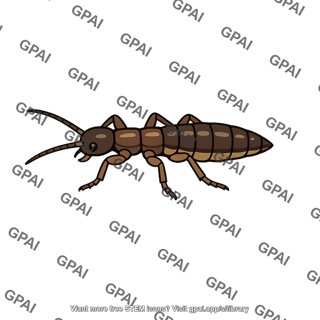 Insect wingless