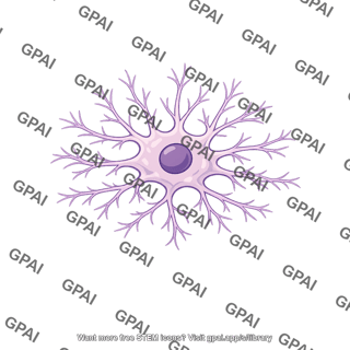 Amacrine cell