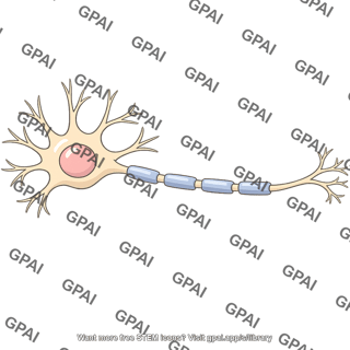 Resting neuron