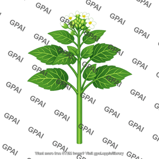 Eudicot herb