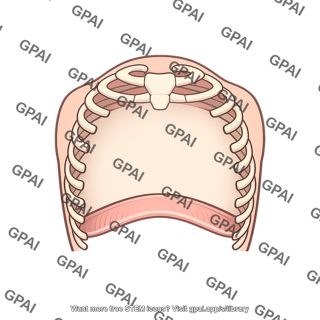 Thoracic cavity