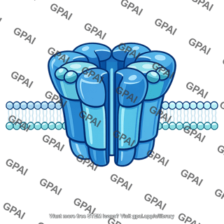 Acetylcholine receptor