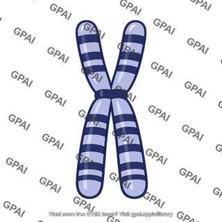 Gorilla chromosome