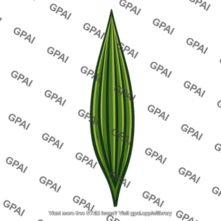 Polytrichum leaf