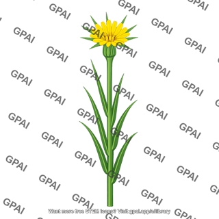 Tragopogon mirus yellow flowered