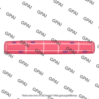 Skeletal muscle fiber