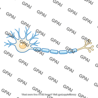 Resting nerve cell