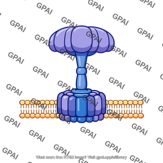 Mitochondrial atp synthase
