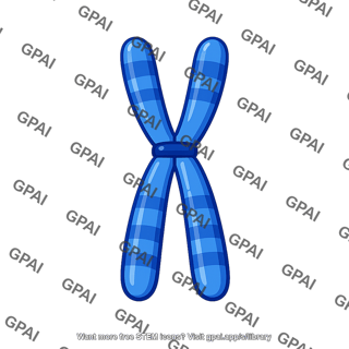 Replicated chromosome