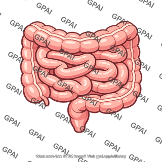Human gut
