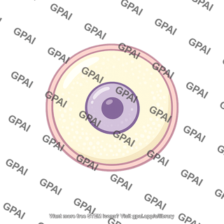 Oocyte primary