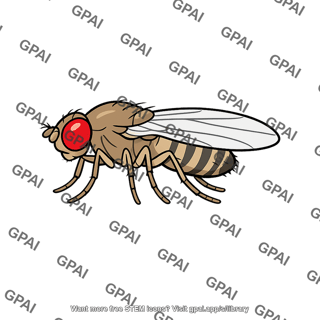 Fruit fly wild type