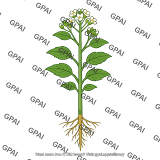 Mature sporophyte