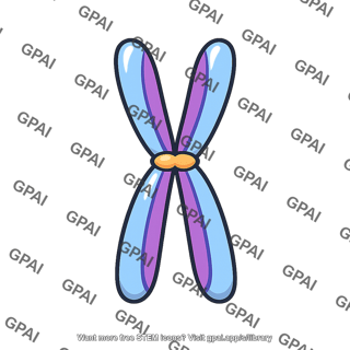 Meiosis chromosome