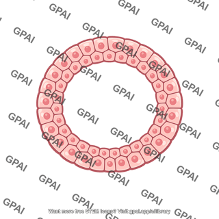 Blastula cross section