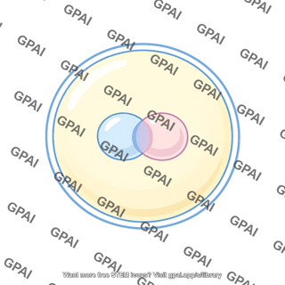 Animal zygote pronuclear stage