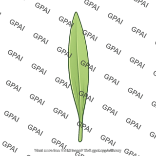 Monocot cotyledon