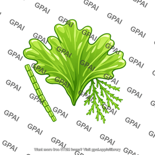Green alga thallus
