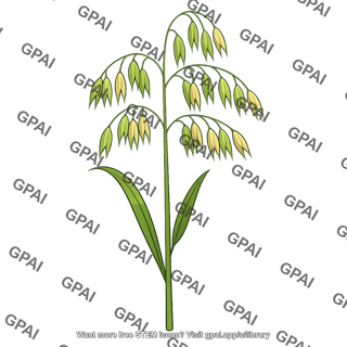 Oat