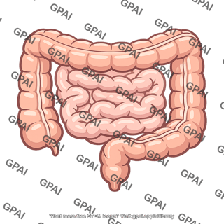 Human intestines
