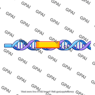 Myod gene