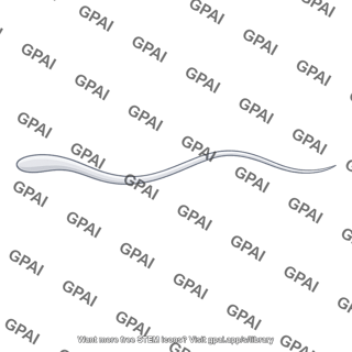 Sperm flagellum