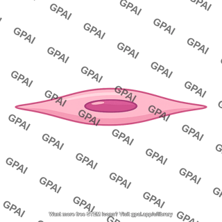 Smooth muscle cell
