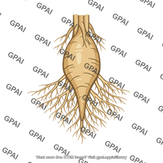 Root modified