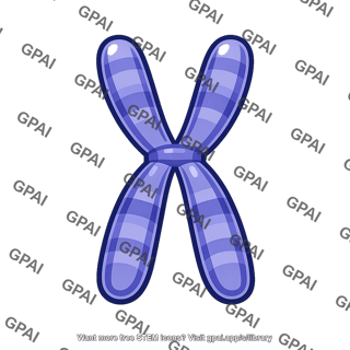 X chromosome