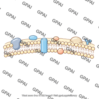 Cell membrane fluid mosaic