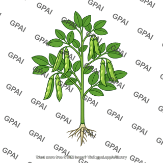 Legume crop
