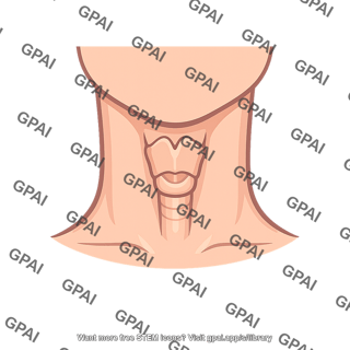 Throat external front