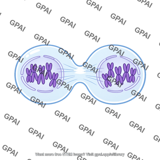 Telophase i cell