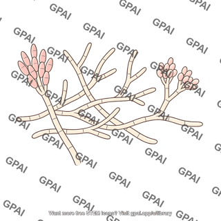 Fungus gibberella