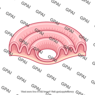 Intestinal circular fold
