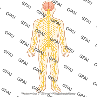 Adult nervous system