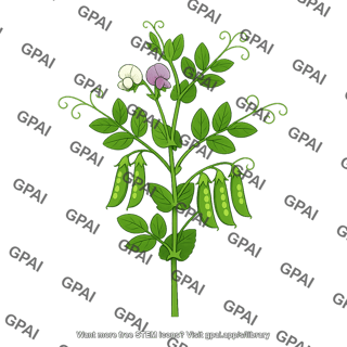 Mendel pea plant
