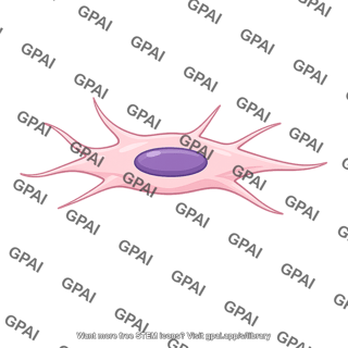 Fibroblast