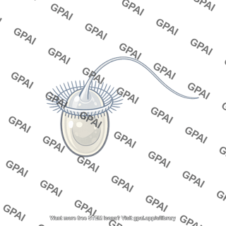 Choanoflagellate monosiga brevicollis