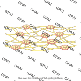Enteric nervous system