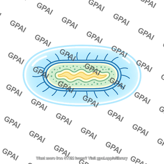 Polysaccharide coat