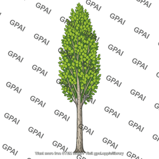 Poplar tree