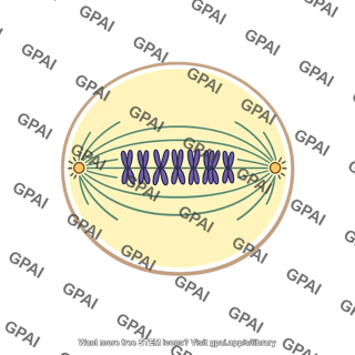Metaphase ii
