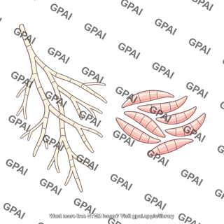 Fusarium