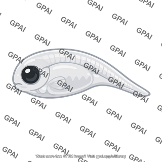 Lake stickleback embryo